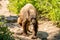 Cinnamon Black Bear Heads Toward Camera Before Wandering Off Into The Brush