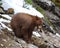 Cinnamon Black Bear on rocks