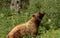 Cinnamon Black Bear Sniffs Huckleberry Bush