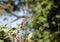 Cinnamon Bracken-Warbler Bradypterus cinnamomeus in Tanzania