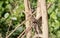 Cinnamon Bracken-Warbler Bradypterus cinnamomeus in Tanzania