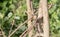 Cinnamon Bracken-Warbler Bradypterus cinnamomeus in Tanzania