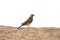 Cinnamon-breasted rock-bunting, Emberiza tahapisi