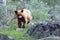 Cinnamon brown color Baby Cub American Black Bear Ursus americanus in Yellowstone National Park in Wyoming