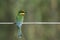 Cinnamon-chested Bee-eater