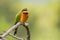 Cinnamon chested Bee eater bird in green orange on branch at Ngorongoro Crater in Tanzania, Africa