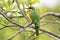 Cinnamon chested Bee eater bird in green orange perching on branch at Ngorongoro Crater in Tanzania, Africa