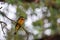 A cinnamon-chested bee-eater sitting on a limb.