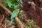 A cinnamon-chested bee-eater sitting on a tree root near the ground.