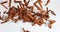 Cinnamon, cinnamomum zeylanicum, spice falling against white background, slow motion