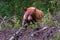 Cinnamon color Black bear,Yellowstone National Park, WY