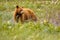 Cinnamon color female bear in Waterton lakes national park, Canada