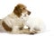 Cinnamon Color French Spaniel Male Dog and White Domestic Cat