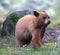 Cinnamon colored American Black Bear Yearling Cub (Ursus americanus)