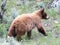 Cinnamon colored American Black Bear Yearling Cub (Ursus americanus) ambling up a hill