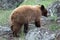 Cinnamon colored American Black Bear Yearling Cub (Ursus americanus) in the Roosevelt Lodge area of YNP