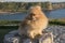 Cinnamon colored dog and pomeranian breed on a rock in broad daylight in La Roca Blanca, Suances, Cantabria, Spain.