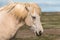 Cinnamon colour horse disheveled by the wind