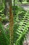 Cinnamon Fern