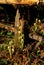 Cinnamon Fern Fiddleheads   21829