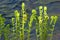 Cinnamon fern fiddleheads along the Willimantic River in Tolland, Connecticut