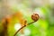 A Cinnamon fern forming a fiddlehead of a new frond