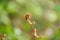 A Cinnamon fern frond forming on a spring morning