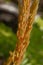 Cinnamon fern leaves unfurling close up