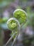 Cinnamon Fern Unfolding Macro Shot