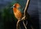 Cinnamon Flycatcher Bird