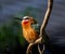 Cinnamon Flycatcher Bird