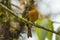 Cinnamon Flycatcher (Pyrrhomyias cinnameus)