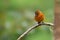 Cinnamon Flycatcher - Pyrrhomyias cinnamomeus