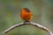 Cinnamon flycatcher, Pyrrhomyias cinnamomeus, small cute orange bird sitting on the branch in the nature habitat. Flycatcher on