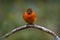 Cinnamon flycatcher, Pyrrhomyias cinnamomeus, small cute orange bird sitting on the branch in the nature habitat. Flycatcher on