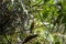 Cinnamon Flycatcher Standing in a Tree Log