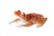 Cinnamon frog, Nictixalus pictus, on white