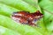 Cinnamon Frog Nyctixalus pictus on a leaf