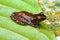 Cinnamon Frog Nyctixalus pictus on a leaf