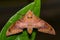 Cinnamon gliding hawkmoth on green leaf