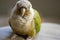 Cinnamon Green Cheek Conure Parrot