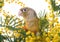 Cinnamon green-cheeked conure