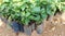 Cinnamon plant nursery with baby plants