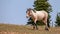 Cinnamon Red Roan Wild Horse Mustang Stallion on Sykes Ridge in the Pryor Mountains Wild Horse Range on the border of Wyoming in