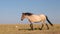 Cinnamon Red Roan Wild Horse Mustang Stallion walking in the Pryor Mountains Wild Horse Range on the border of Wyoming in the