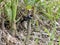 Cinnamon-rumped Seedeater, Sporophila torqueola, looking for food in the grass, Belize