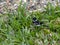 Cinnamon-rumped Seedeater, Sporophila torqueola, looking for food in the grass, Belize