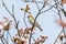 Cinnamon Sparrow on cherry tree blossoms
