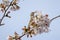 Cinnamon Sparrow on cherry tree blossoms.