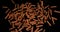 Cinnamon sticks, cinnamomum zeylanicum, spice falling against Black Background, Slow Motion